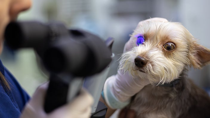 A veterinarian is checking a dog's eyes for glaucoma.