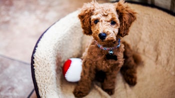 Health: Allergies: golden poodle puppy-174840266