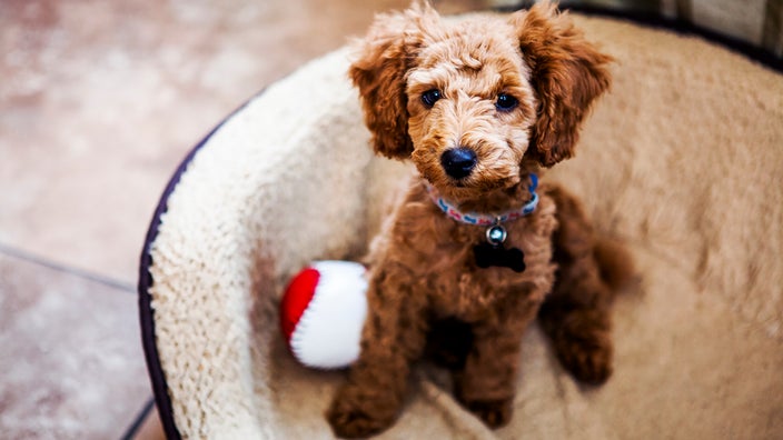 Portrait of a golden poodle puppy sitting in its bed.