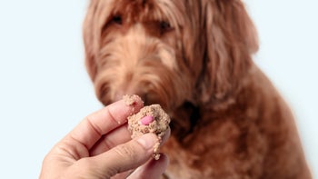 Dog: giving pill hidden in treat 1414655773