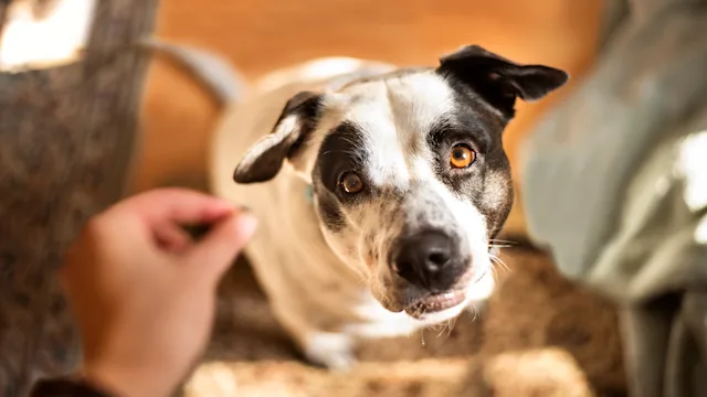 Dog: giving dog a treat 1272158886