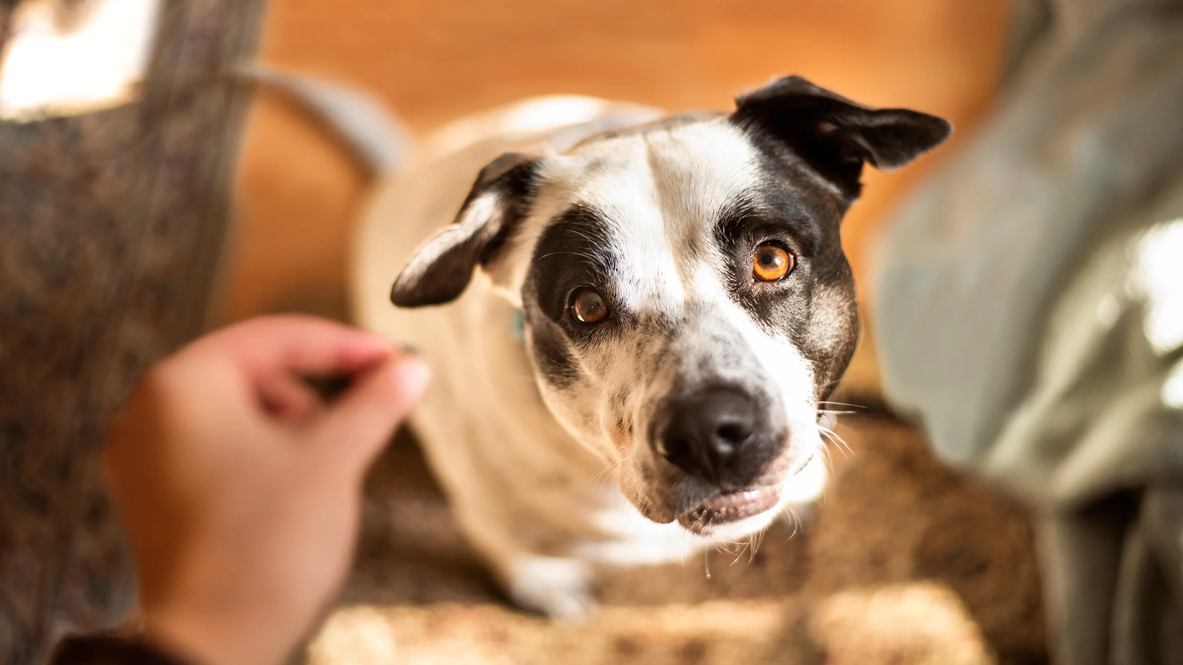 An owner is handing their dog a treat.
