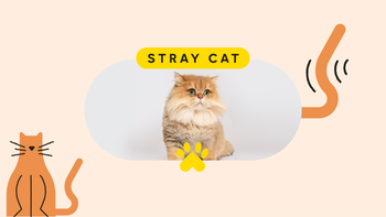 cat: pet care stray cat pet featured image