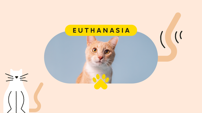 Tan background with an oblong, pill-shaped, framed image of a white-and-tan cat on a blue studio background. Above the photo the text reads, “Euthanasia.” On the left is an illustrated white-and-brown cat. And on the right is an illustrated cat tail wagging behind the photo.