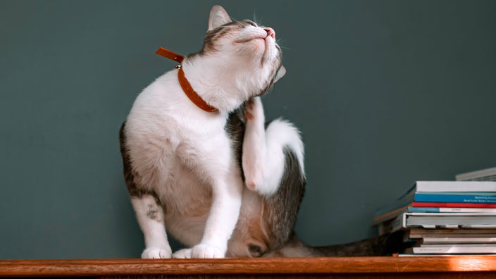 Cat scratching ear.