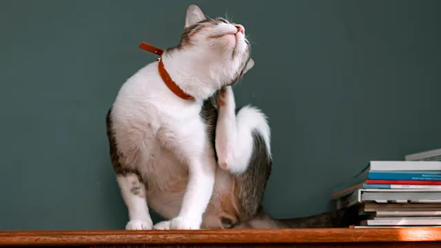 cat: cat scratching ear 1283031548