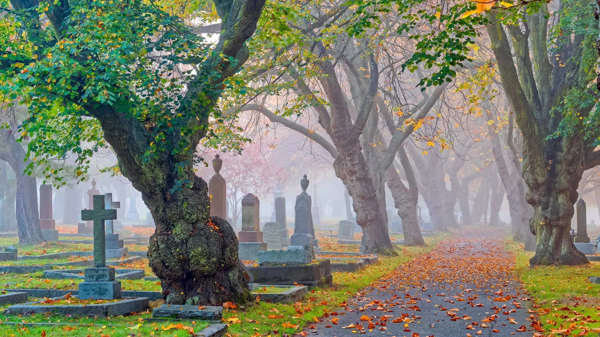 Cemetery landscape with fallen leaves.
