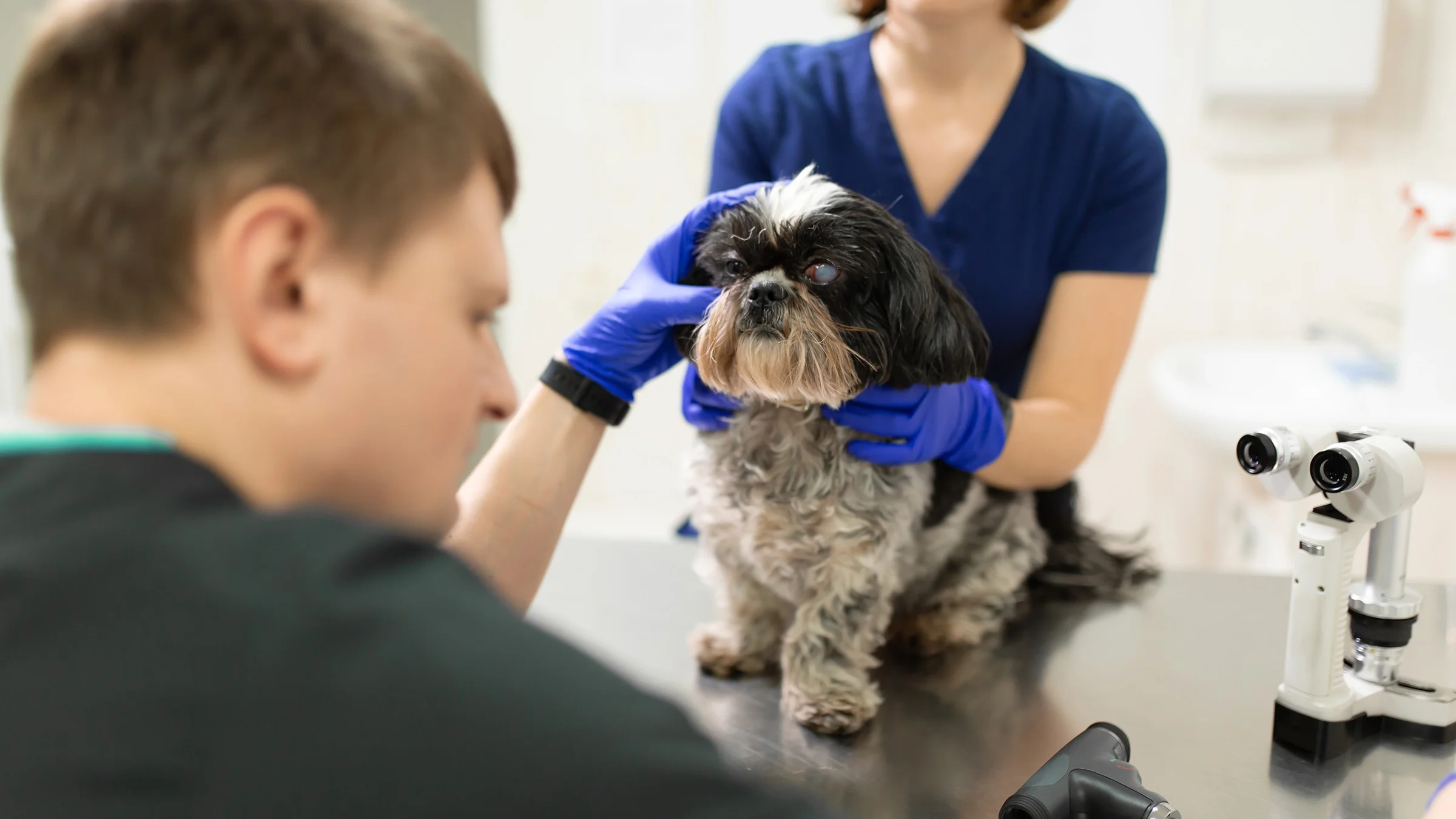 A vet examines a dog’s eyes.