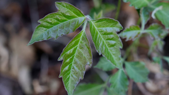 show me poison ivy rash