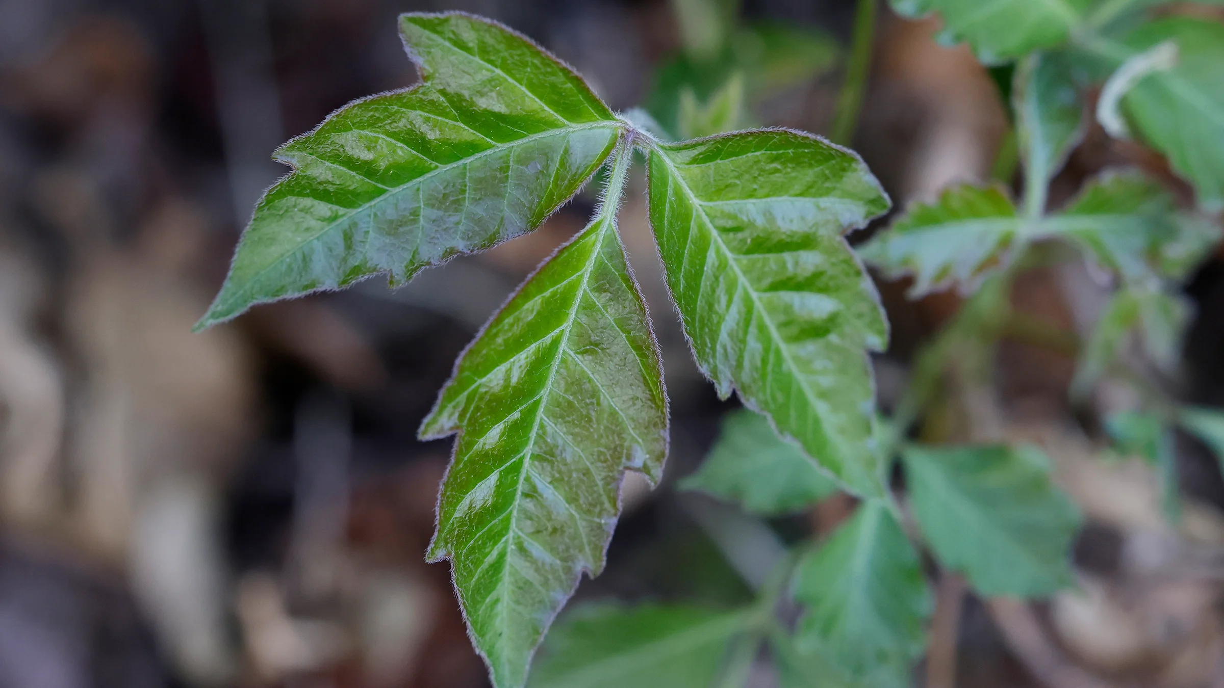 A poison ivy leaf in the wild.
