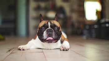 Dog: Blind: bulldog cataracts 1255976583