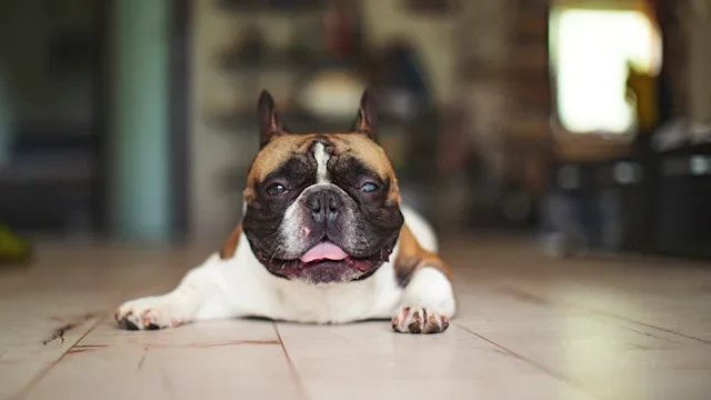 Dog: Blind: bulldog cataracts 1255976583