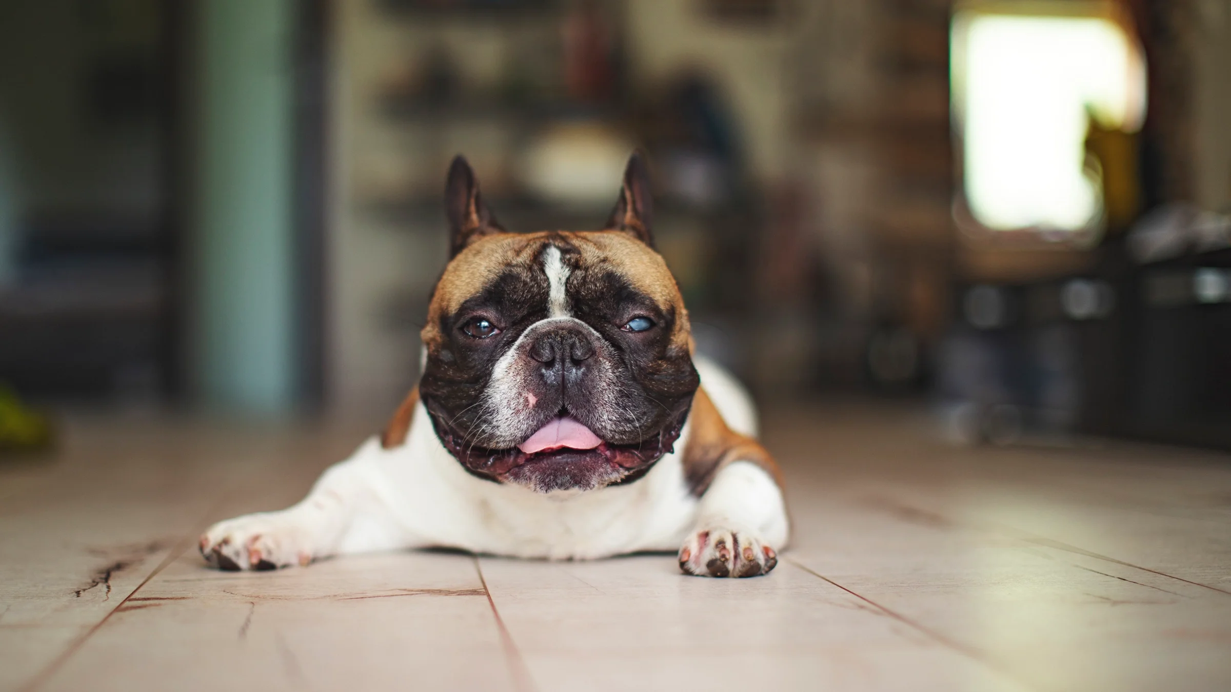 A bulldog with cataracts is lying down inside. 