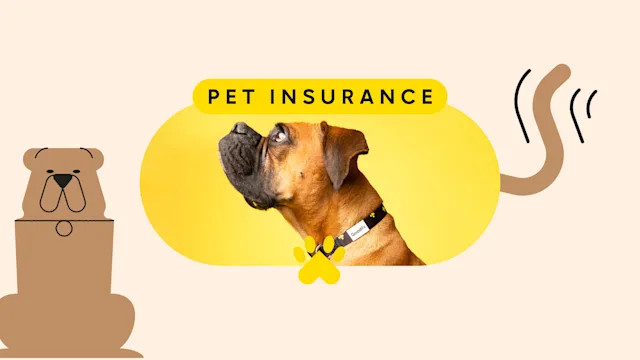 Health: Patient experiences: pet care insurance pet featured image