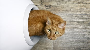 Pet Health: cat inside litter box 1315686110