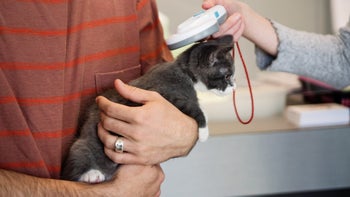 Pet health: scanning cat for microchip 1344830217