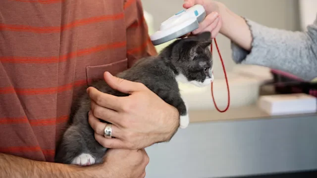 Pet health: scanning cat for microchip 1344830217