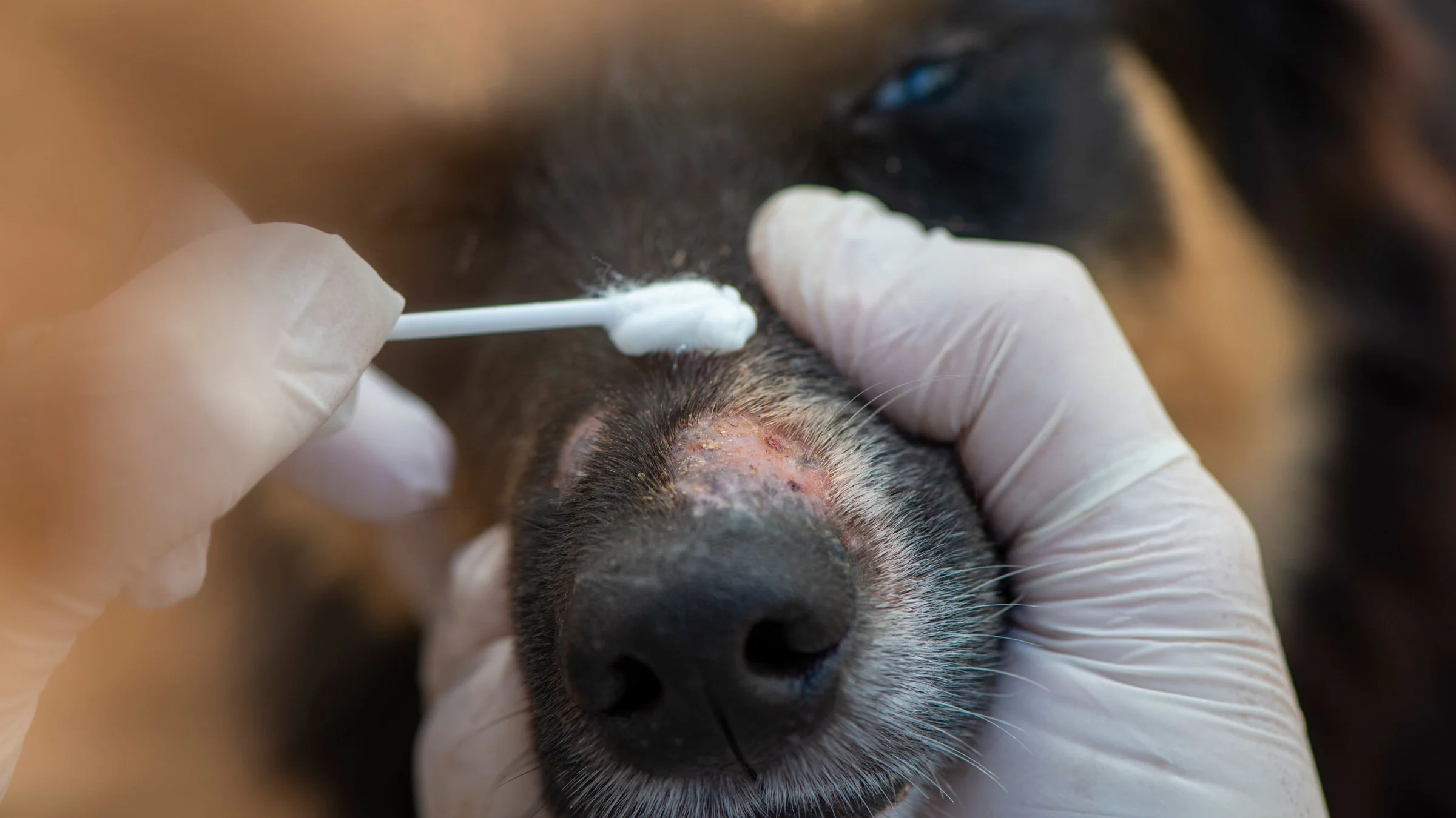 Close-up of a vet with medical gloves applying cream to a dog's snout for ringworm.