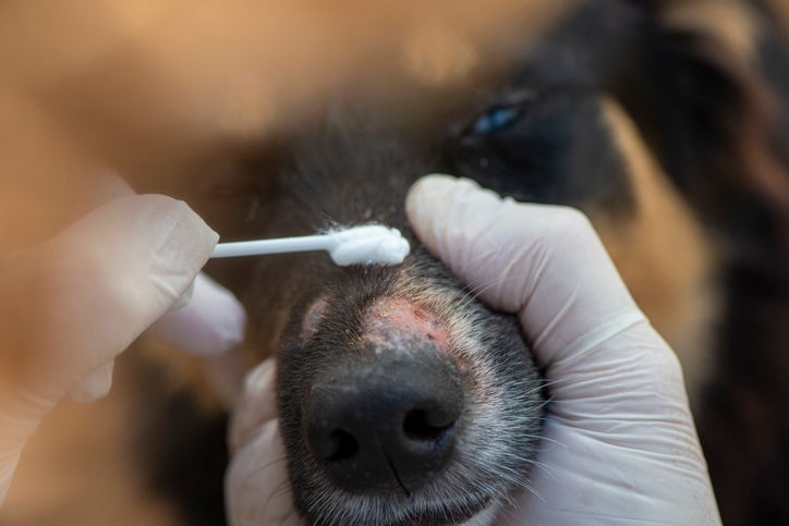 best cure for ringworm in dogs