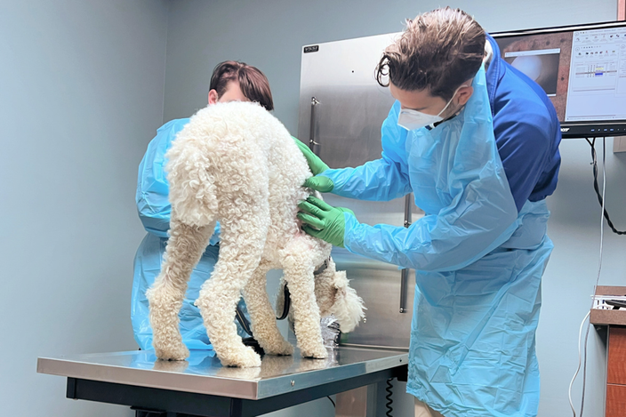 Angela Haupt’s standard poodle, Story, is pictured on a veterinarian’s exam table.