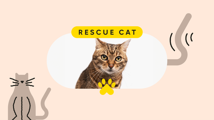 Tan background with an oval-shaped framed picture of a short-haired cat on a white background. The text reads: “Rescue Cat.” On the left is an illustration of a tan cat with long whiskers. On the right is an illustrated wagging animal tail.