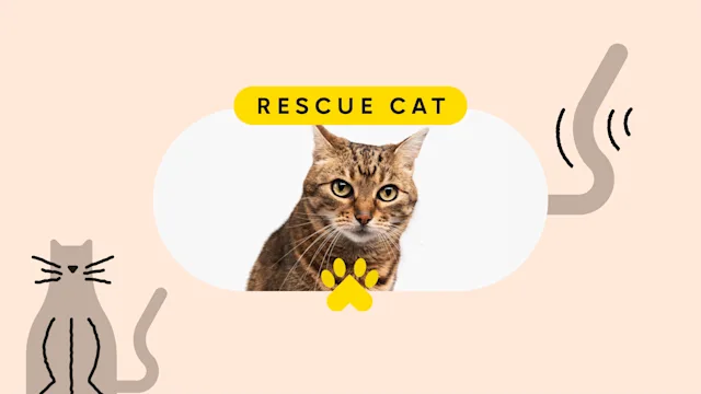 Patient experiences: pet care rescue cat pet featured image