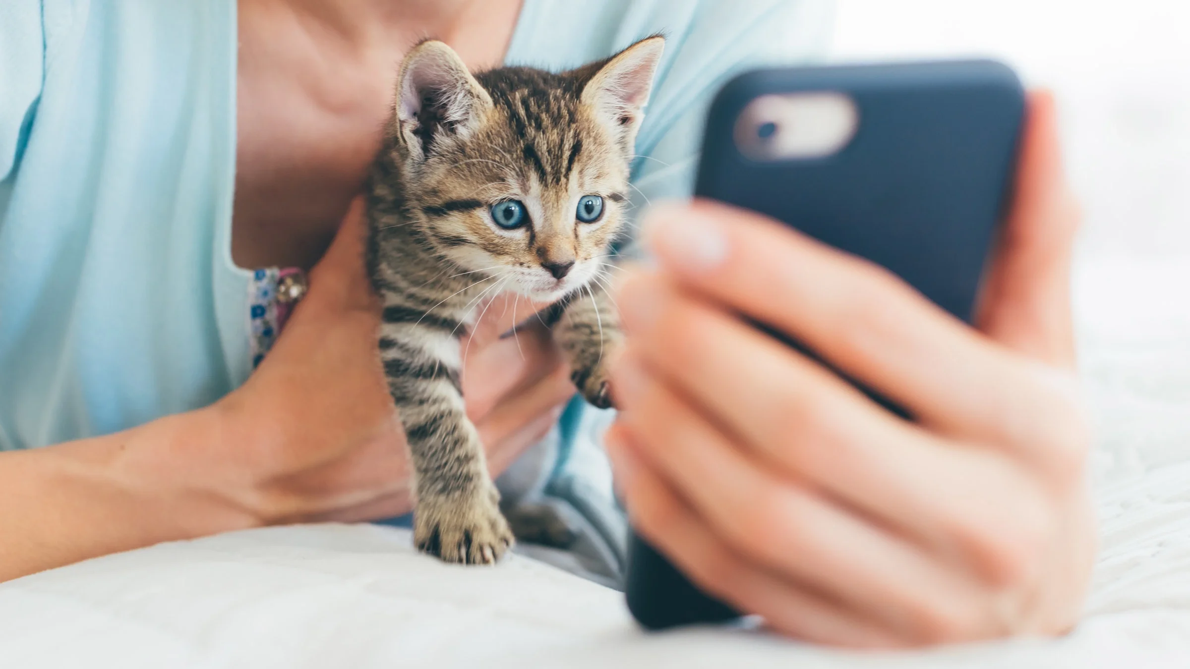 A person holding their kitten in front of a phone.