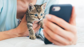 Pet: Telehealth apps: holding kitten in front of phone 1249818906