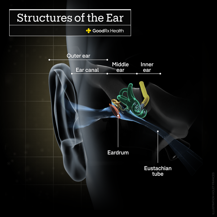 A 3D illustration of the structures of the ear including outer ear, ear canal, middle ear, inner ear, eardrum, and eustachian tube.