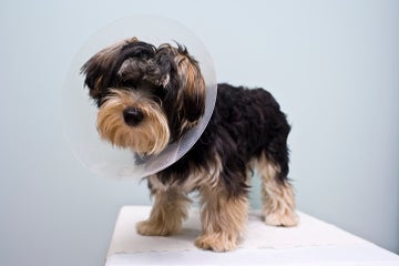 Portrait of the cutest fluffy black and brown terrier puppy with a cone around it's neck.