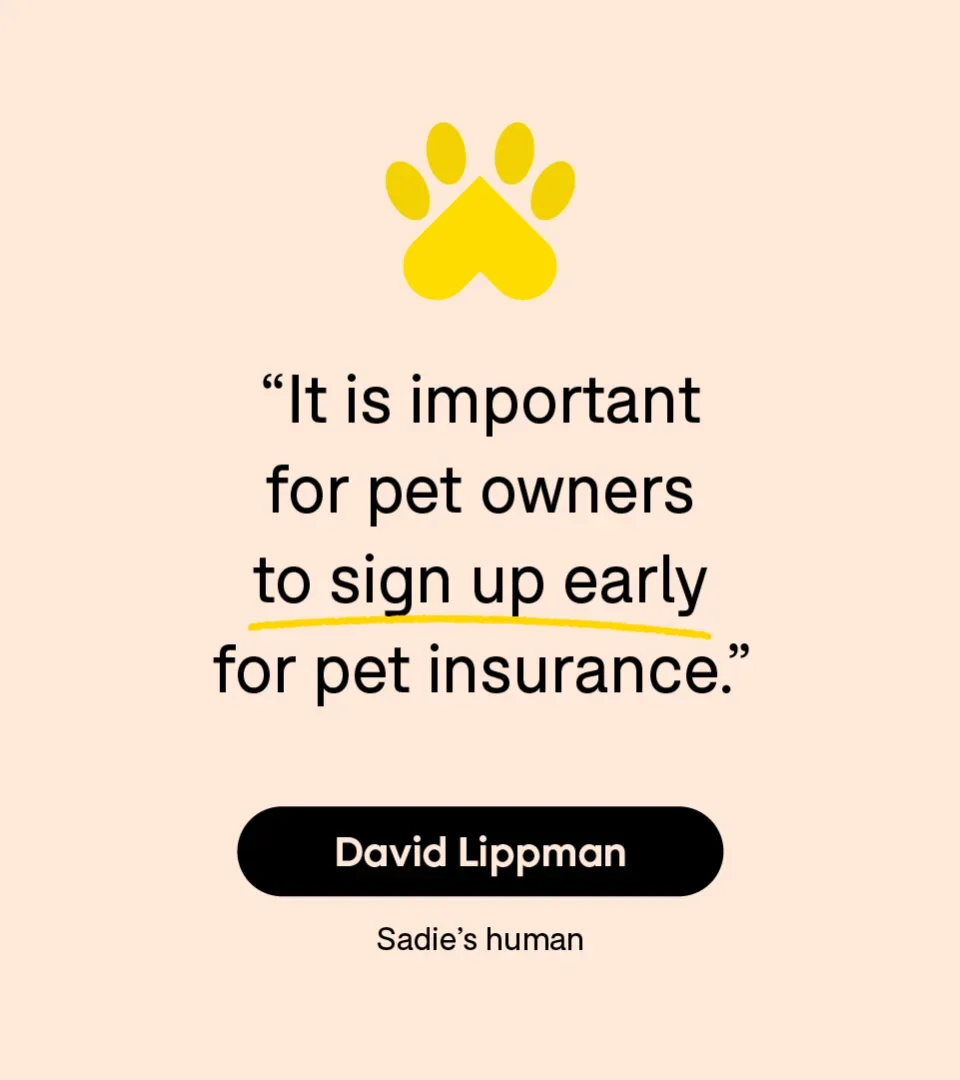 “It is important for pet owners to sign up early for pet insurance.” — David Lippman