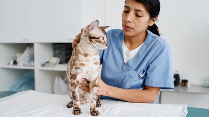 A vet is examining a cat's fur at their clinic.