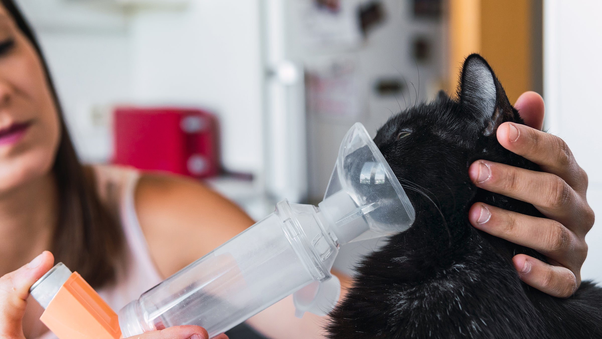 cat: cat inhaler 1406876341