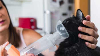 cat: cat inhaler 1406876341