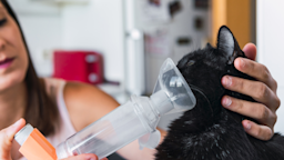 A woman provides her cat with their daily inhaler dose.
Jorge Aguado Martin/iStock via Getty Images Plus