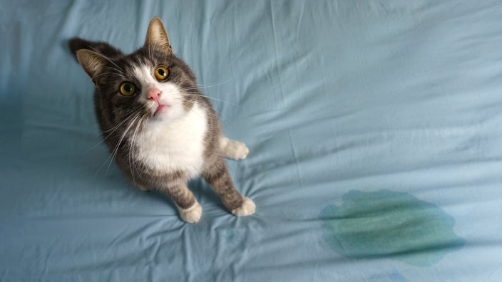 What Are Cat Seizures? The Telltale Signs, Causes, & Recovery - GoodRx
