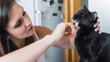 Cat: giving cat medicine 1406876328