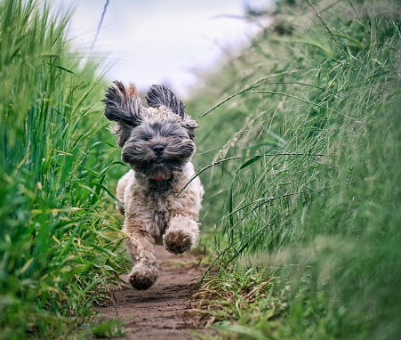 what dog has the best hearing