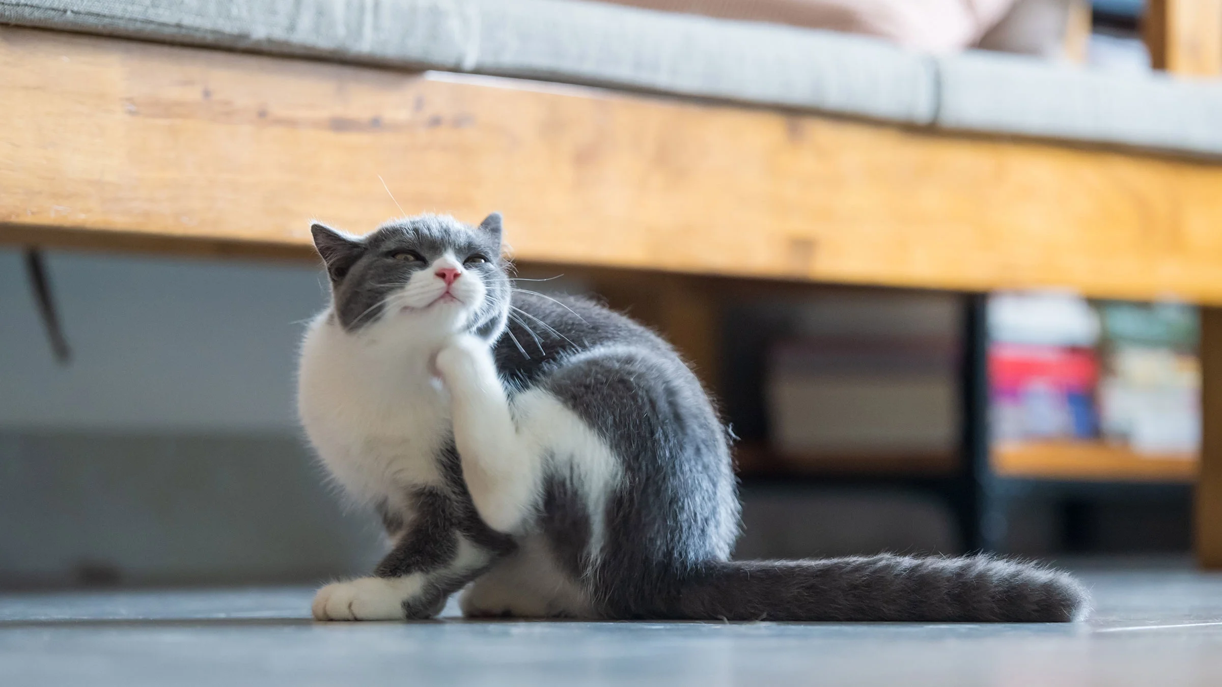 A cat scratches their skin while sitting indoors.