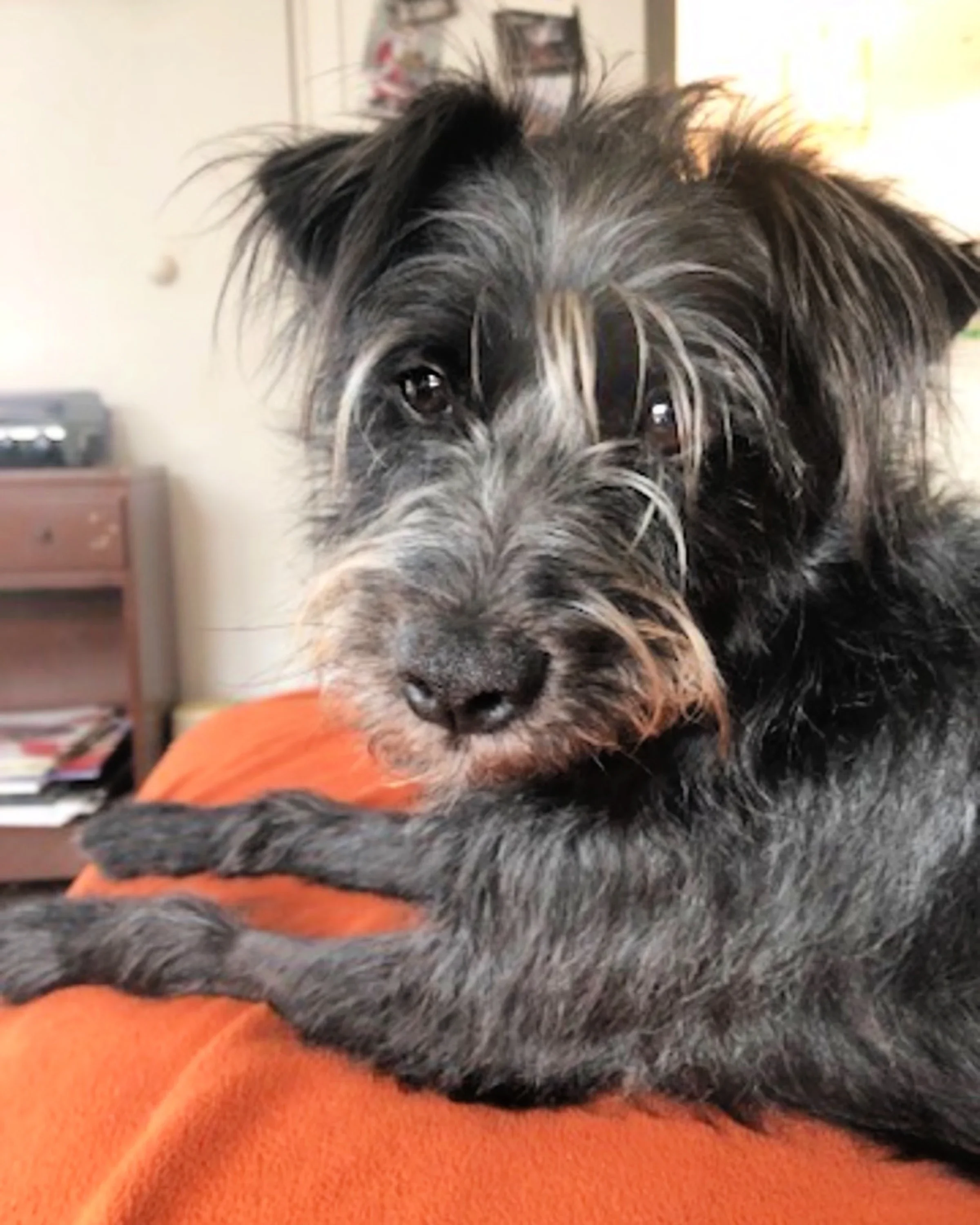 Baxter the dog is pictured in a snapshot.