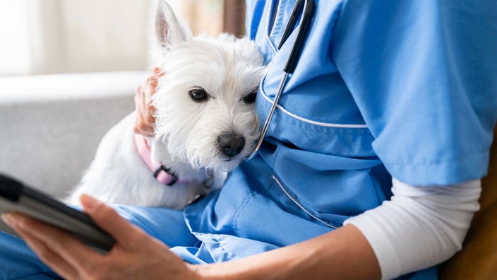 A vet petting a Westie. 