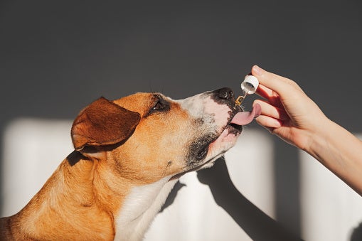 CBD for Pets: What to Know About Benefits, Safety, and More - GoodRx