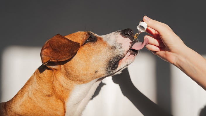 can cbd drops help dogs anxiety