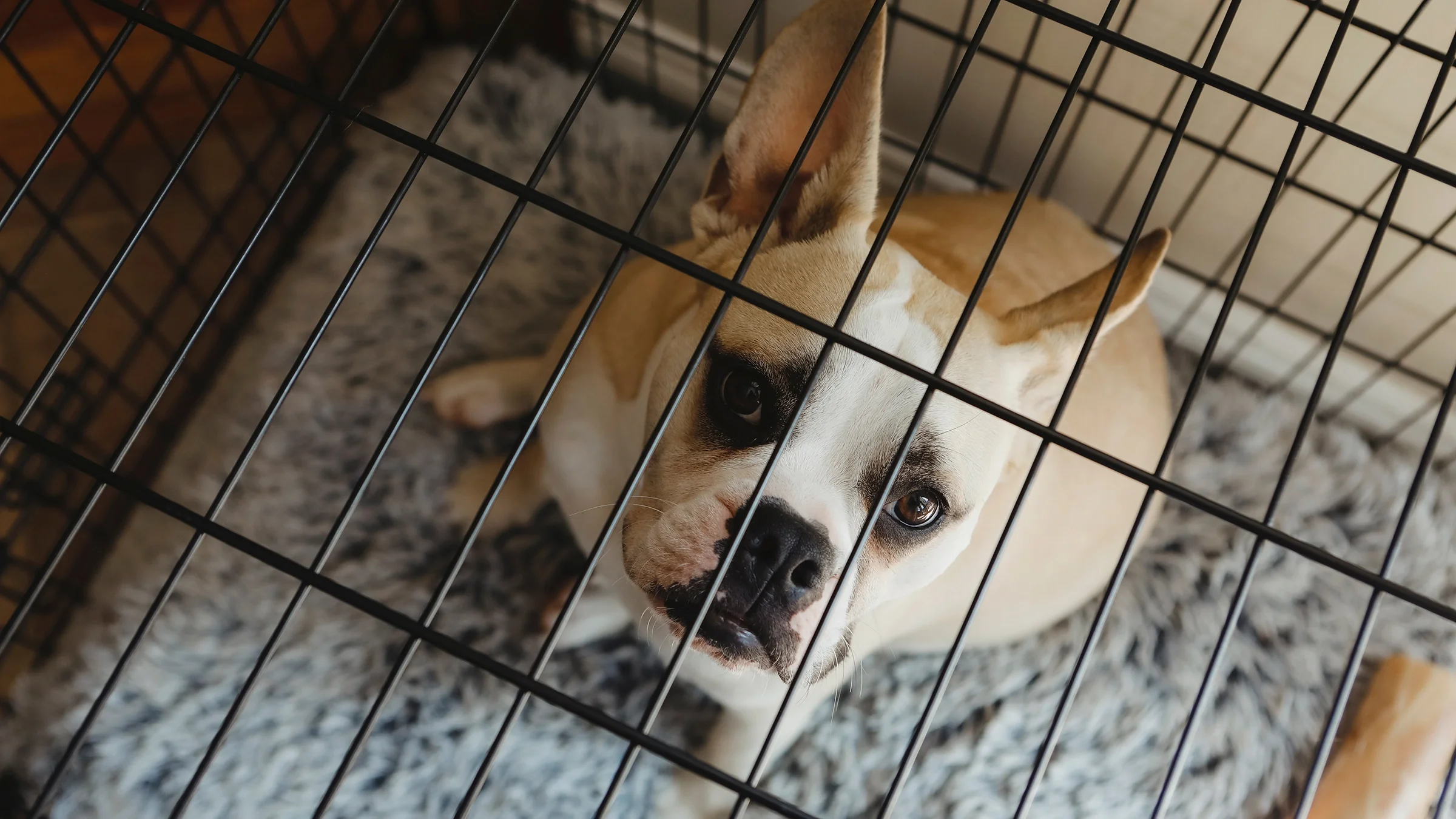 A French bulldog is looking up from their crate.