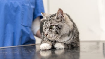 cat: cat at vet exam 1135279348