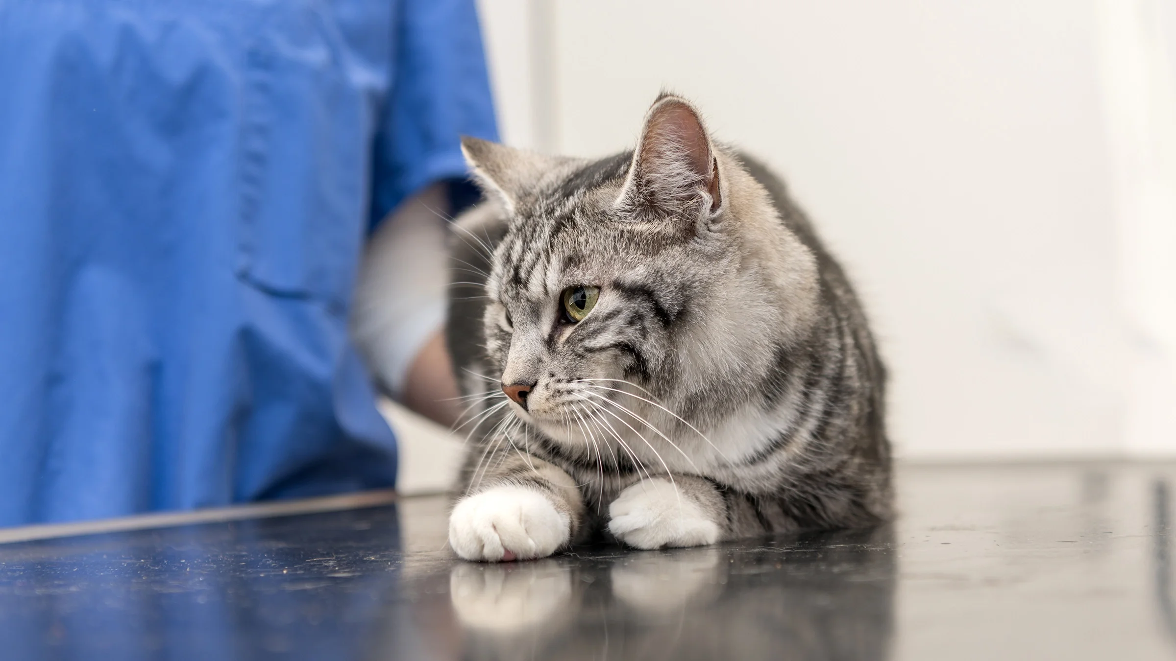 A cat is on an exam table at the vet’s office.
