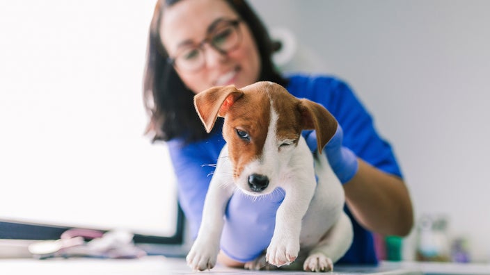 What Is Hookworm in Dogs? Causes, Symptoms, & Treatments - GoodRx What Is Hookworm in Dogs? Causes, Symptoms, & Treatments - GoodRx