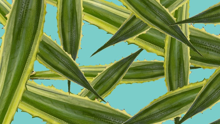 Aloe vera leaves creating a pattern on a teal background.