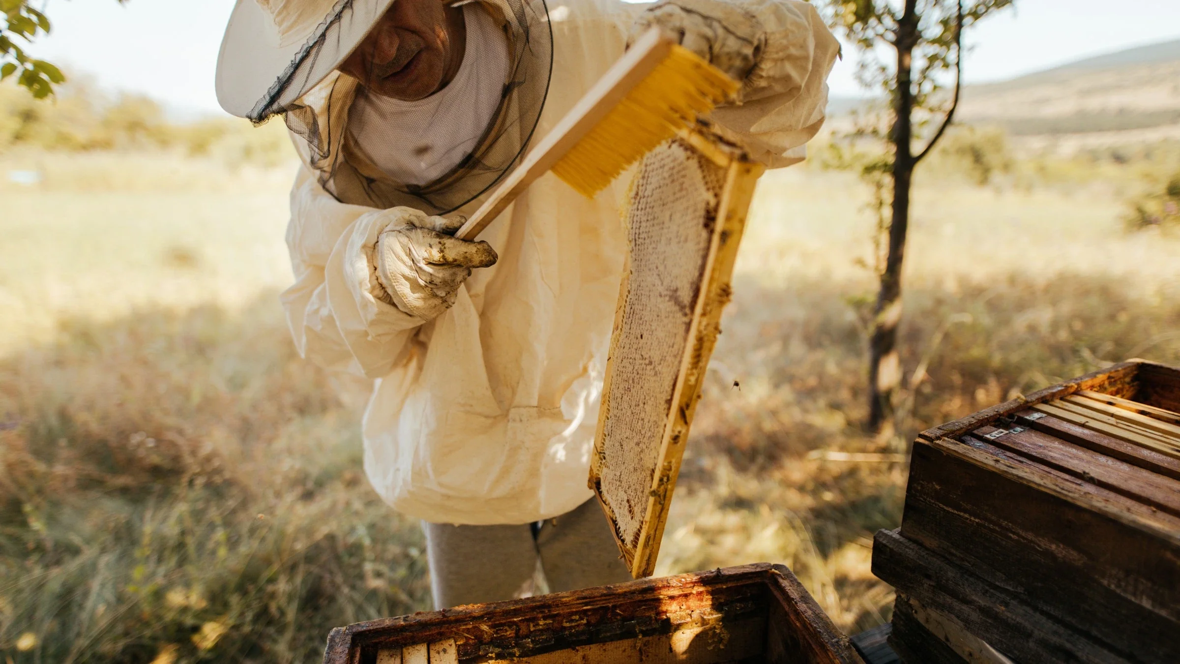Close-up of a beekeeper in full gear checking on the beehive in a dry open space.