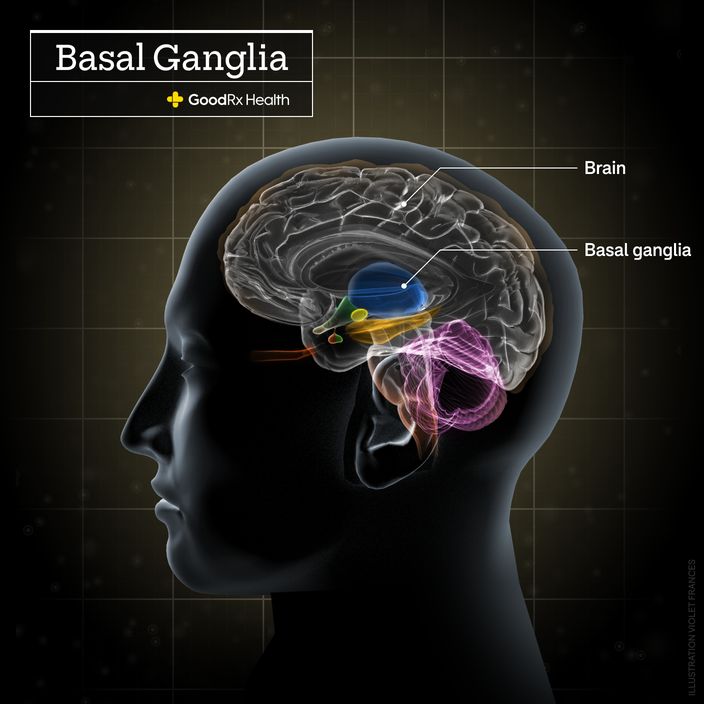 A 3D illustration of the basal ganglia including brain and basal ganglia. 